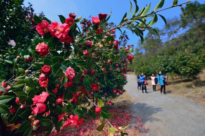 2015京山茶花節時間_2015京山茶花節門票