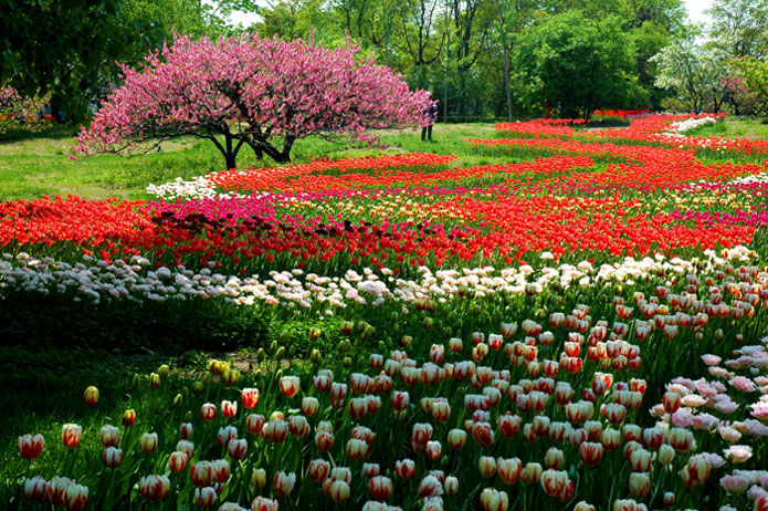 2015哈尔滨植物园郁金香节
