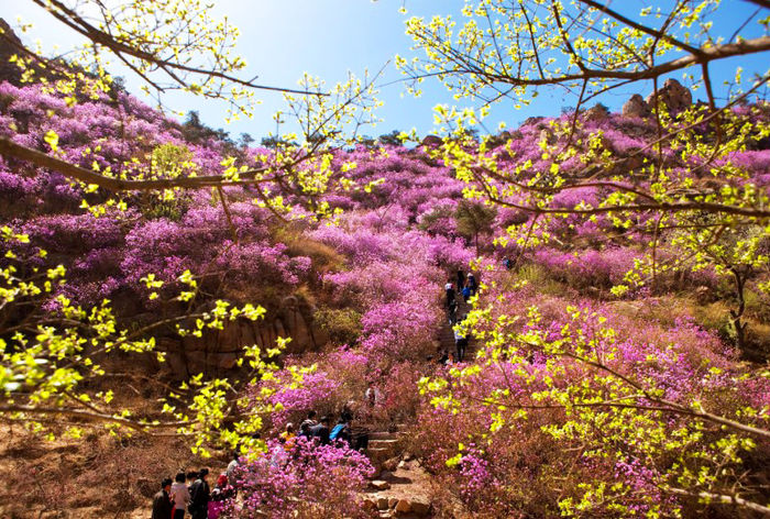 2015大珠山杜鵑花節